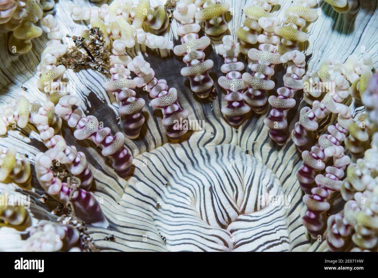 Anemone [Antheopsis sp.].  Lembeh Strait, North Sulawesi, Indonesia. Stock Photo
