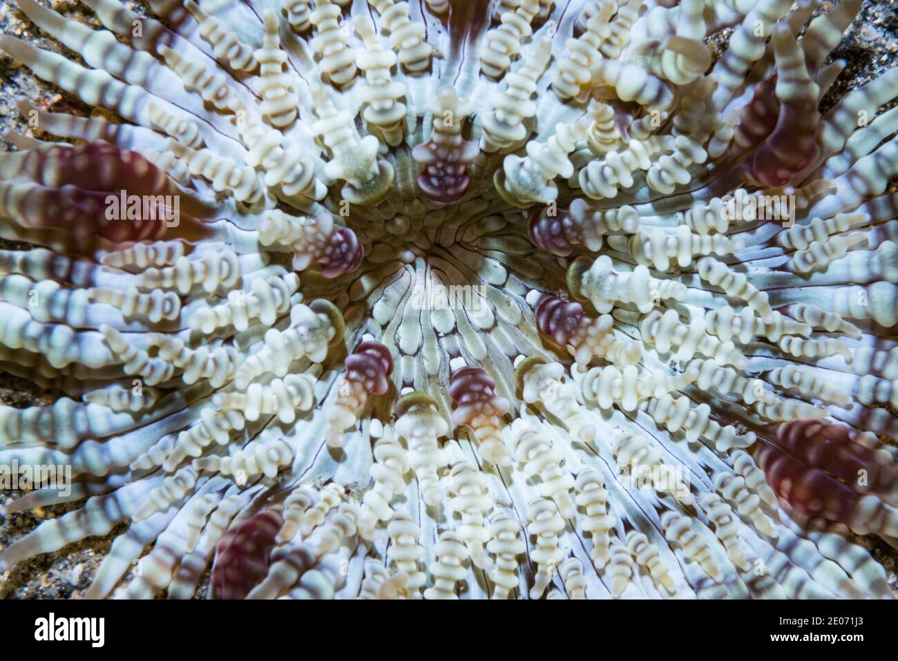 Beaded sea anemone [Heteractis aurora].  Lembeh Strait, North Sulawesi, Indonesia. Stock Photo