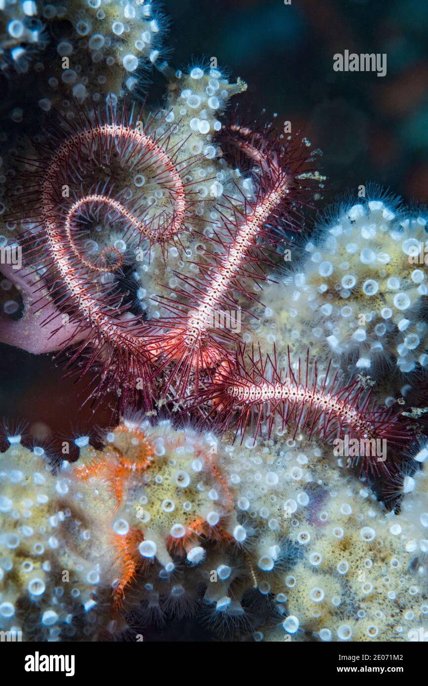 Dark red-spined brittle star [Ophiothrix purpurea] on sponge with Zoathids.  Lembeh Strait, North Sulawesi, Indonesia. Stock Photo