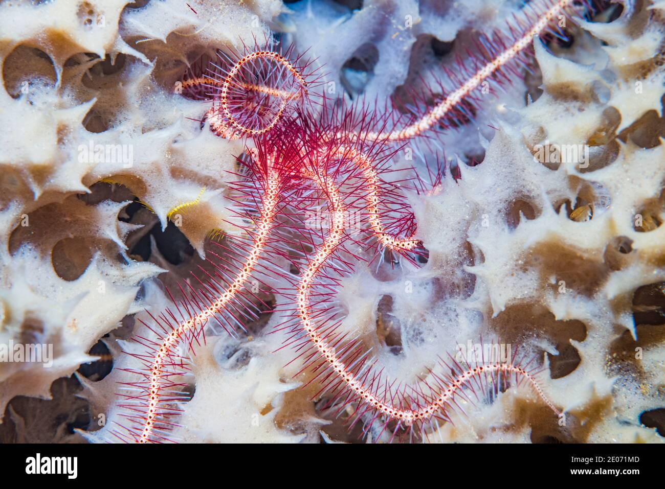 Dark red-spined brittle star [Ophiothrix purpurea] on a sponge.  Lembeh Strait, North Sulawesi, Indonesia. Stock Photo