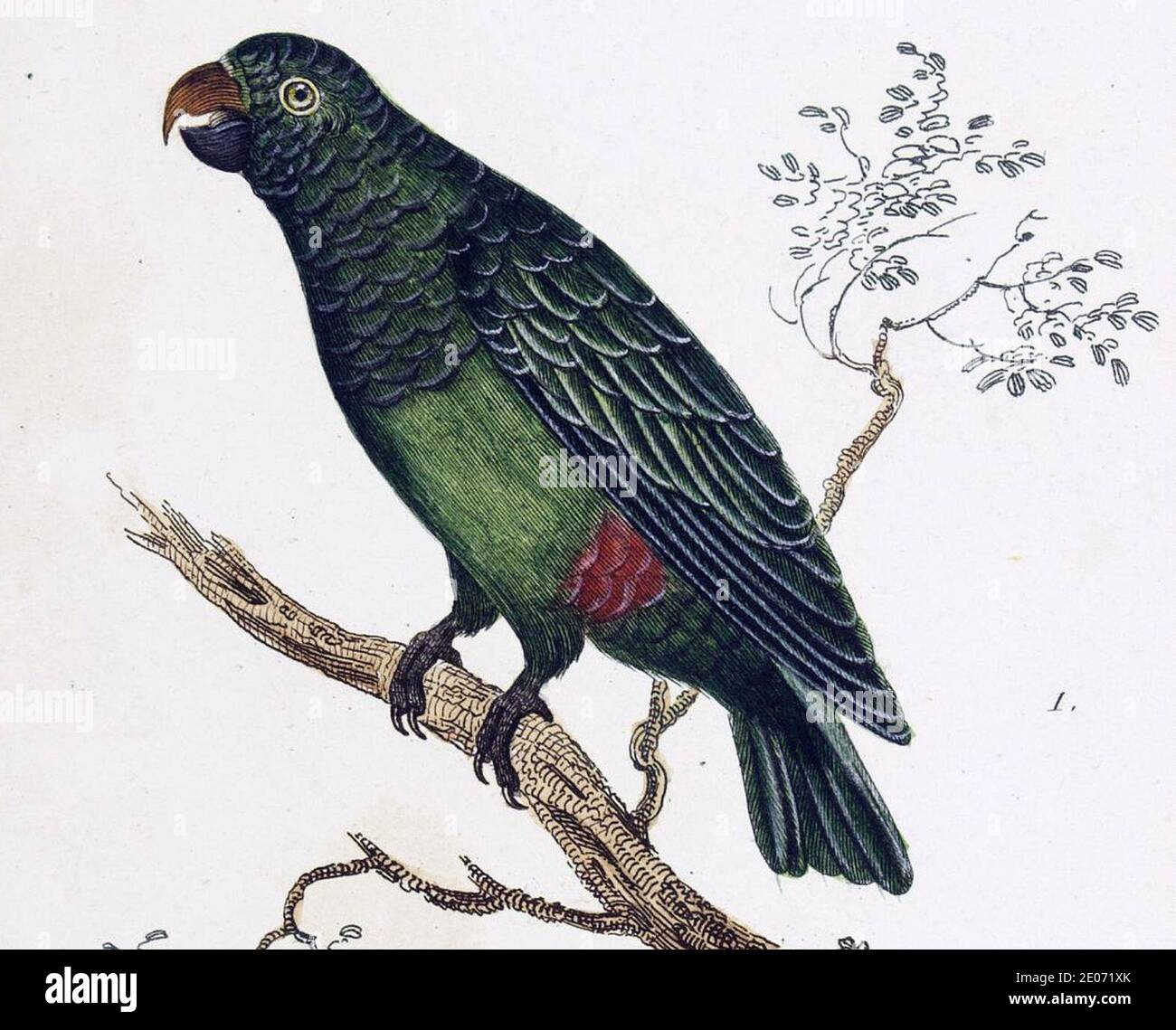 Le Perroquet Vert High Resolution Stock Photography And Images Alamy