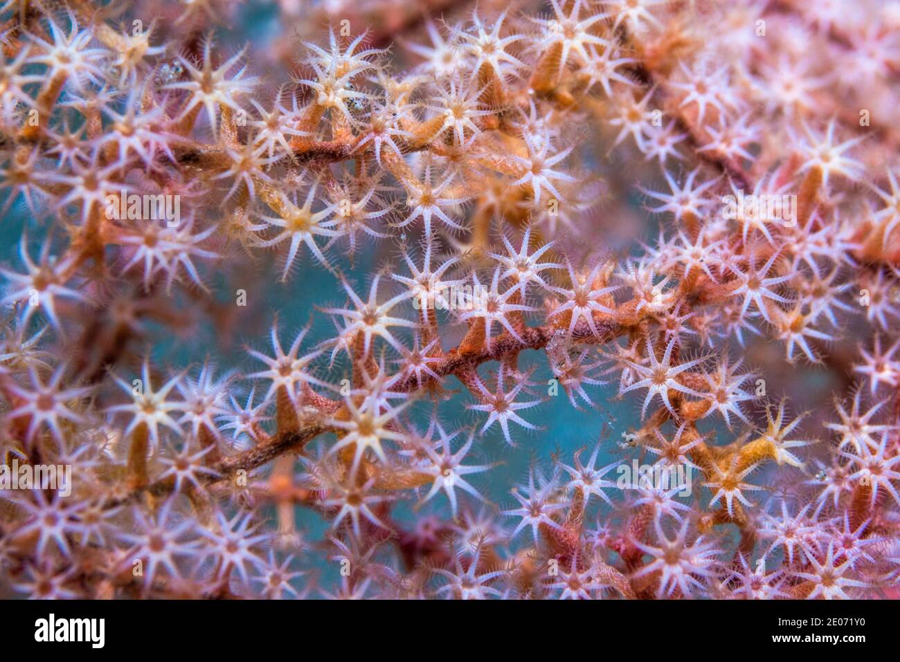 Octocoral.  Lembeh Strait, North Sulawesi, Indonesia. Stock Photo