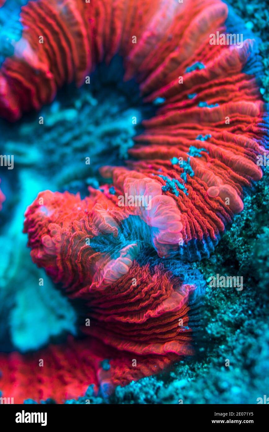 Open brain coral [Trachyphyllia geoffroyi] lives in symbiosis with zooxanthellae which are responsible for nutrition and the vibrant colours.  Lembeh Stock Photo