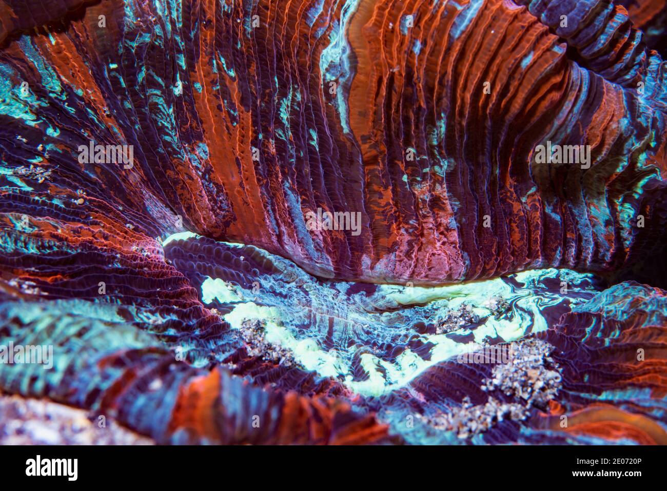 Open brain coral [Trachyphyllia geoffroyi] lives in symbiosis with zooxanthellae which are responsible for nutrition and the vibrant colours.  Lembeh Stock Photo