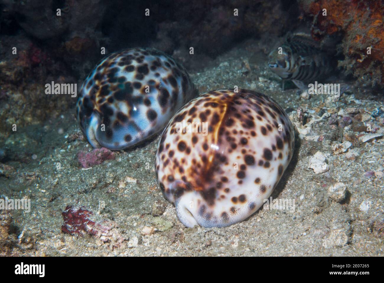 Tiger cowries [Cypraea tigris] on sea bed.  Lembeh Strait, North Sulawesi, Indonesia. Stock Photo