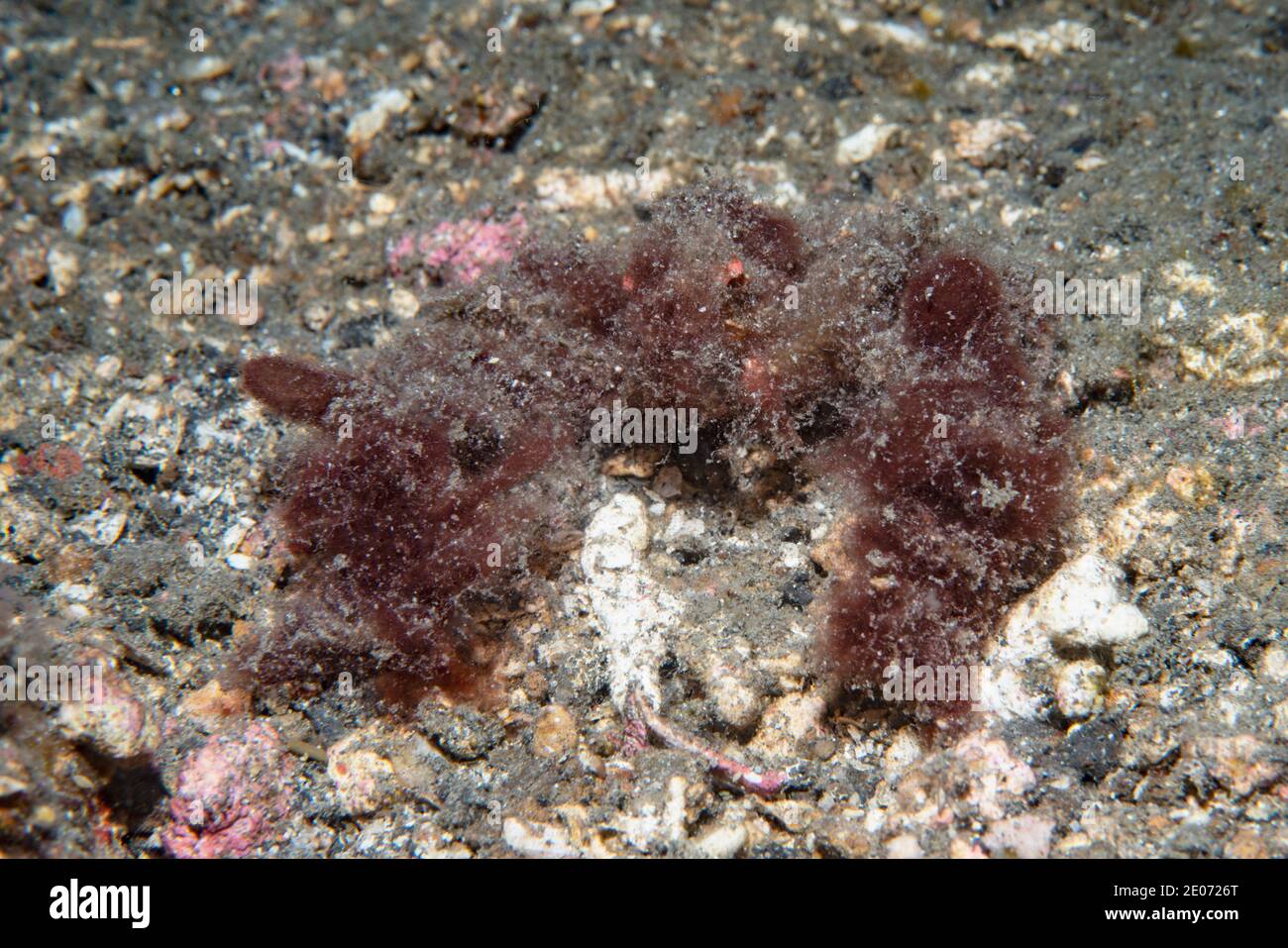 Decorator spidercrab [Oncinopus sp.]  Lembeh Strait, North Sulawesi, Indonesia. Stock Photo