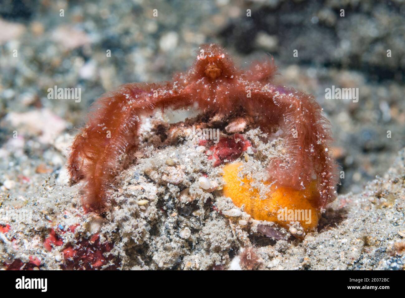 Orangutan crab [Oncinopus species].  Lembeh Strait, North Sulawesi, Indonesia. Stock Photo