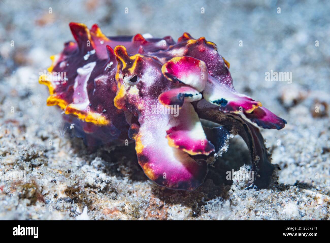 Pfeffer's flamboyant cuttlefish [Metasepia pfefferi] juvenile.  Lembeh Strait, North Sulawesi, Indonesia. Stock Photo