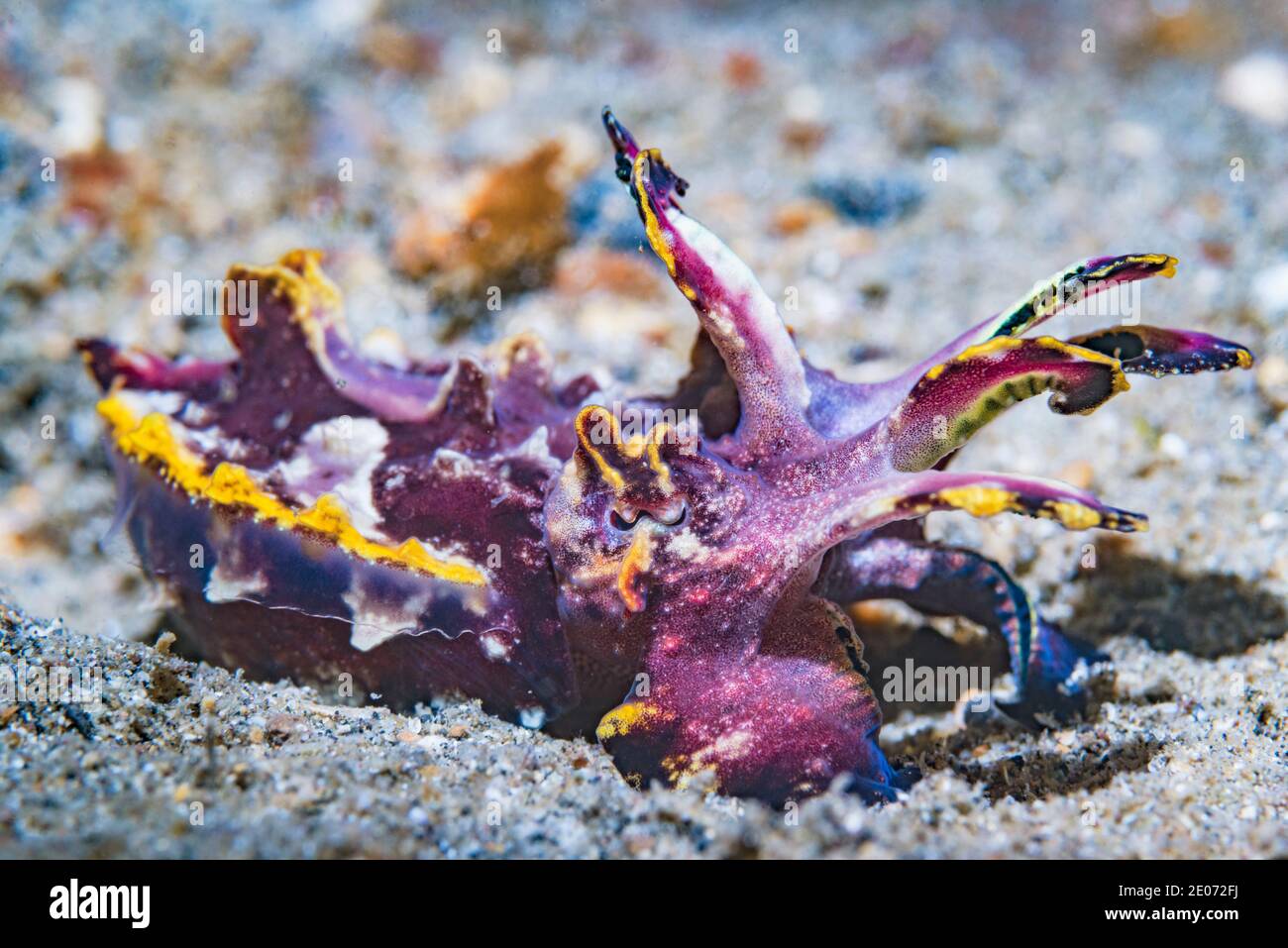 Pfeffer's flamboyant cuttlefish [Metasepia pfefferi].  Lembeh Strait, North Sulawesi, Indonesia. Stock Photo