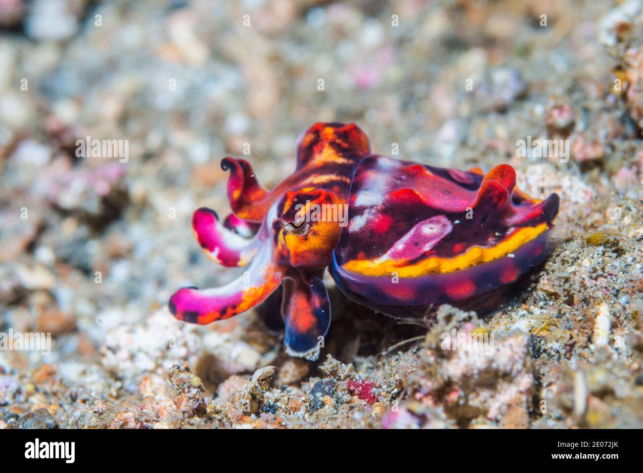 Pfeffer's flamboyant cuttlefish [Metasepia pfefferi] juvenile.  Lembeh Strait, North Sulawesi, Indonesia. Stock Photo
