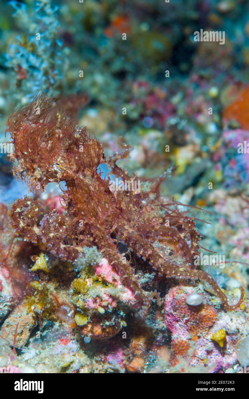 Hairy octopus - a very small undescribed species with excellent camouflage.  Lembeh Strait, North Sulawesi, Indonesia. Stock Photo