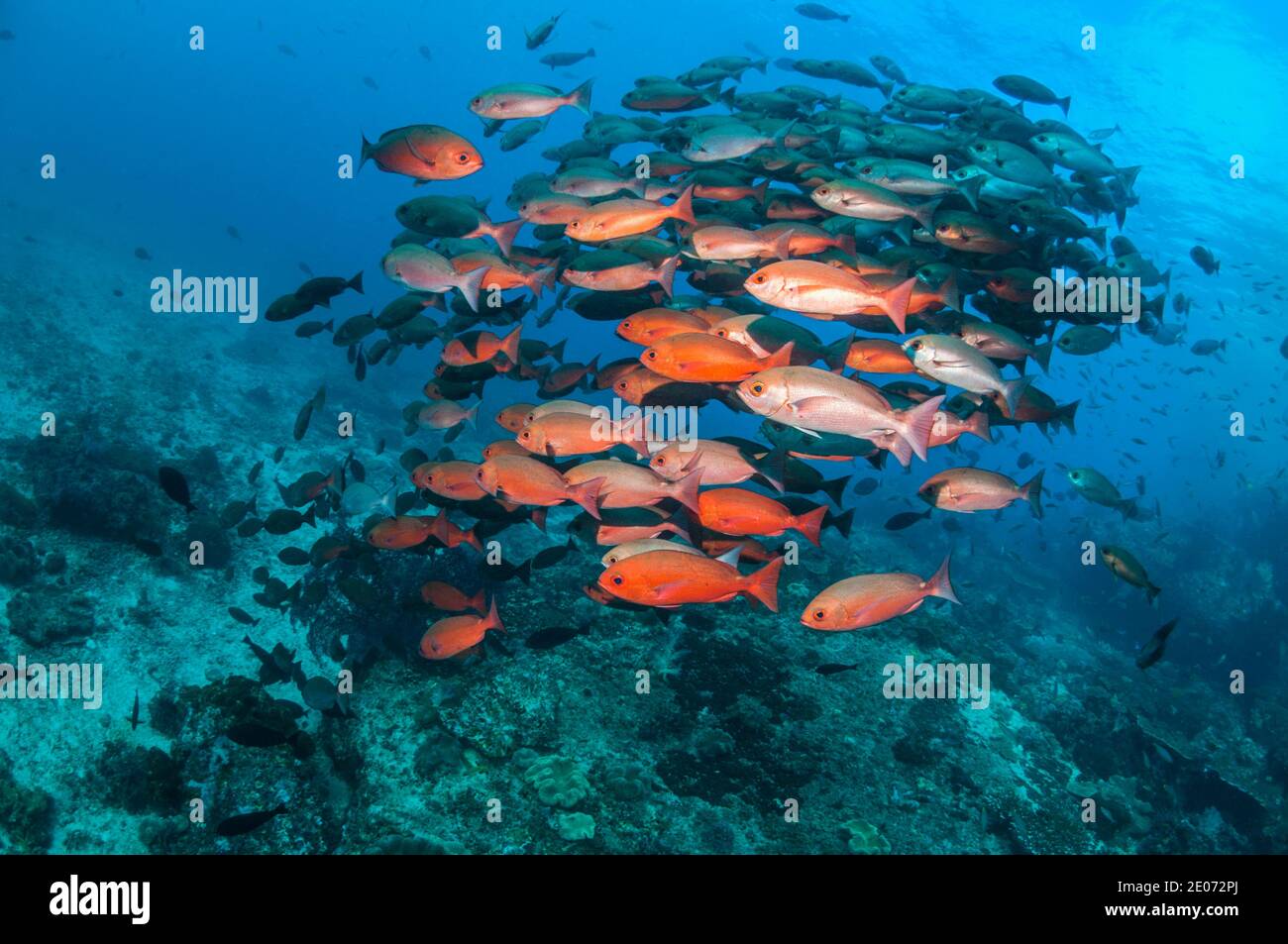 Shoal of Slender pinjalo snappers, White-spot pinjalo snapper or Red pinjalo [Pinjalo lewisi.  West Papua, Indonesia. Stock Photo