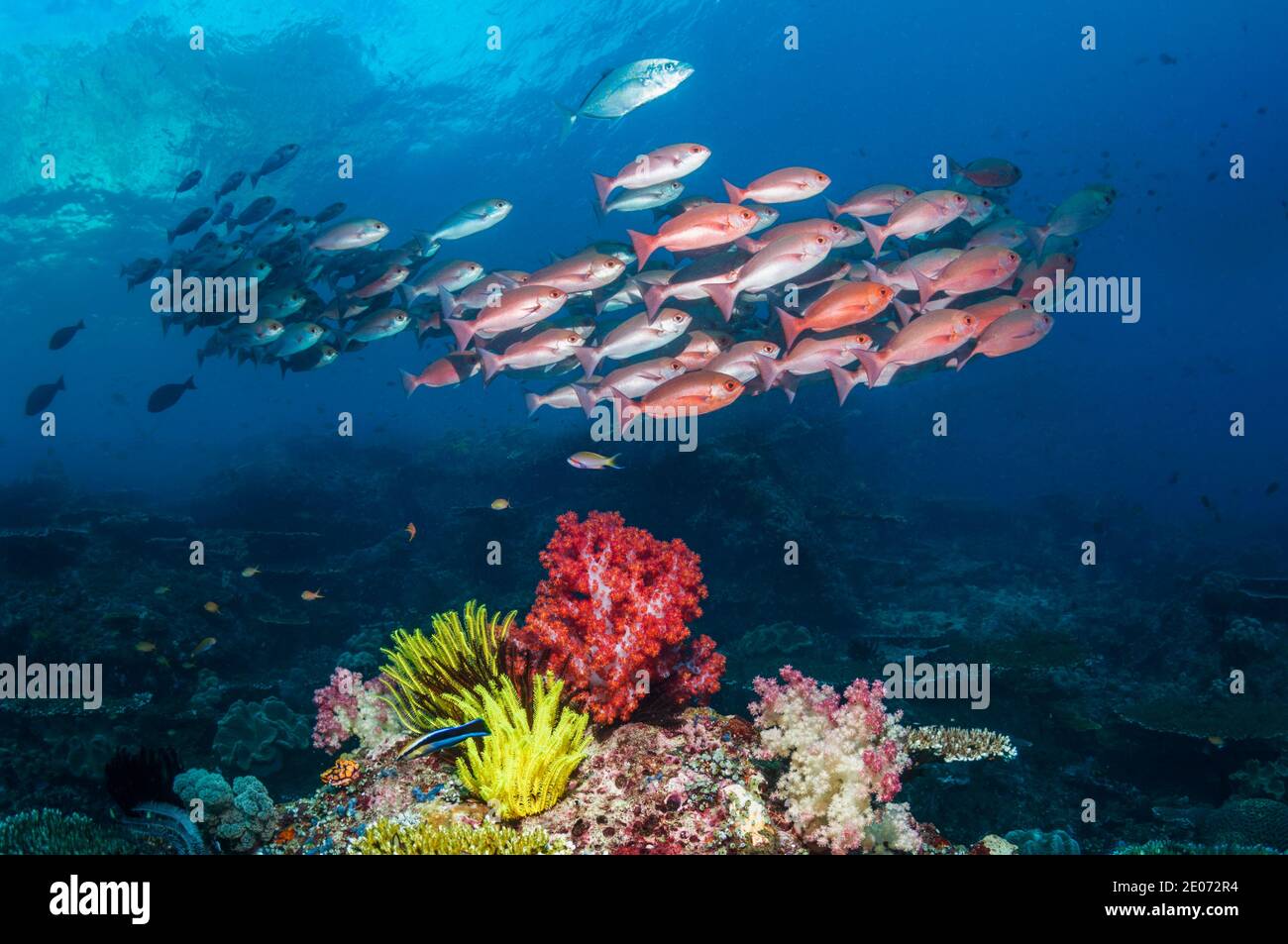 Shoal of Slender pinjalo snappers, White-spot pinjalo snapper or Red pinjalo [Pinjalo lewisi] swimming over soft corals on coral reef.  West Papua, In Stock Photo