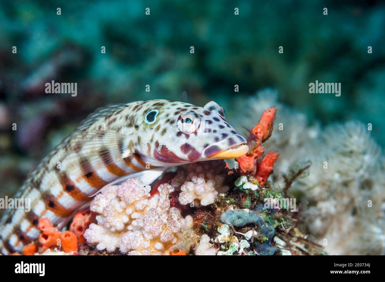 Latticed sandperdh, Spothead grubfish or False-eye grubfish [Parapercis clathrata], male.  Puerto Valera, Philippines. Stock Photo