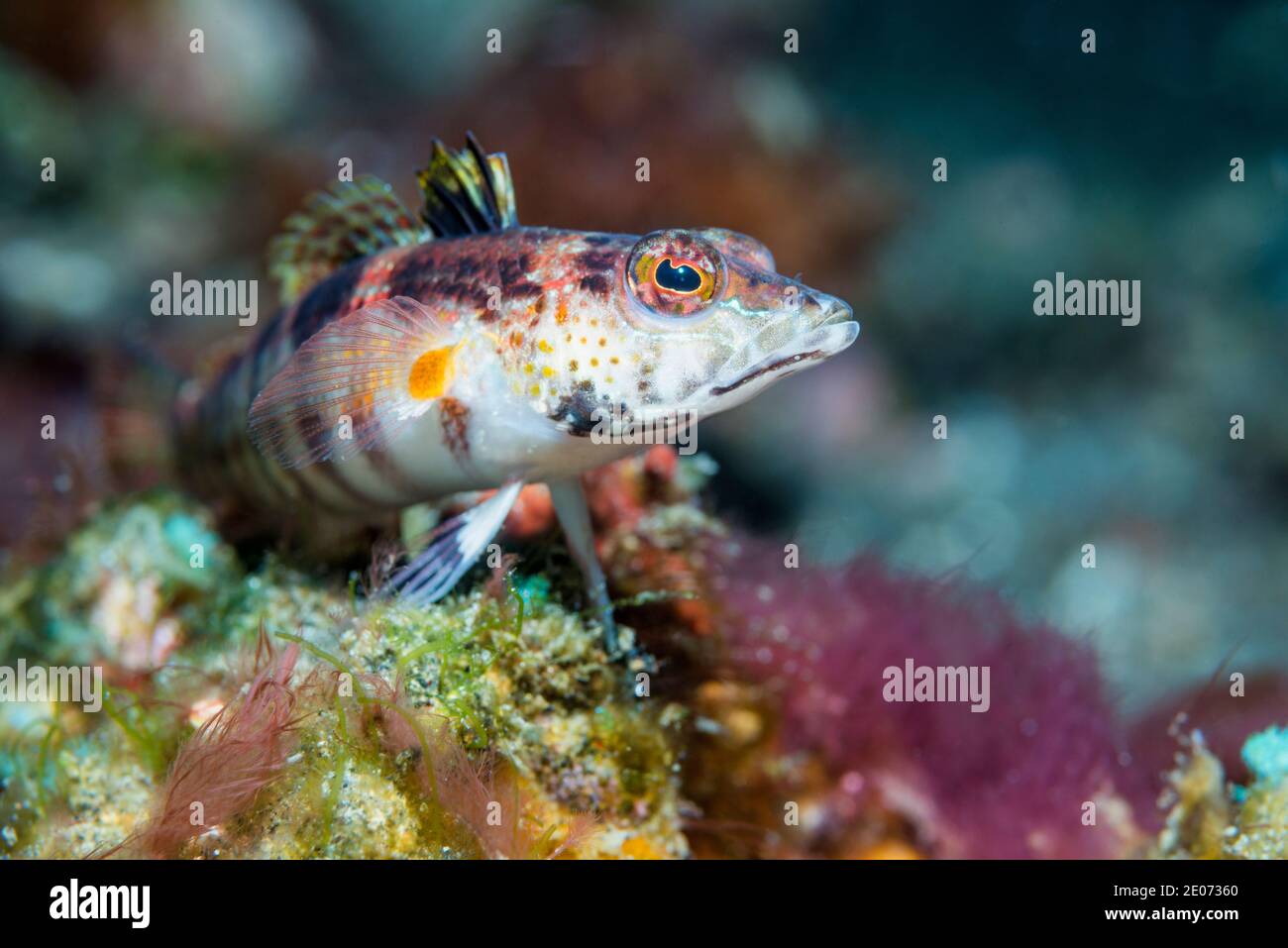 Blackfin Sandperch [Parapercis snyderi].  Lembeh Strait, North Sulawesi, Indonesia. Stock Photo