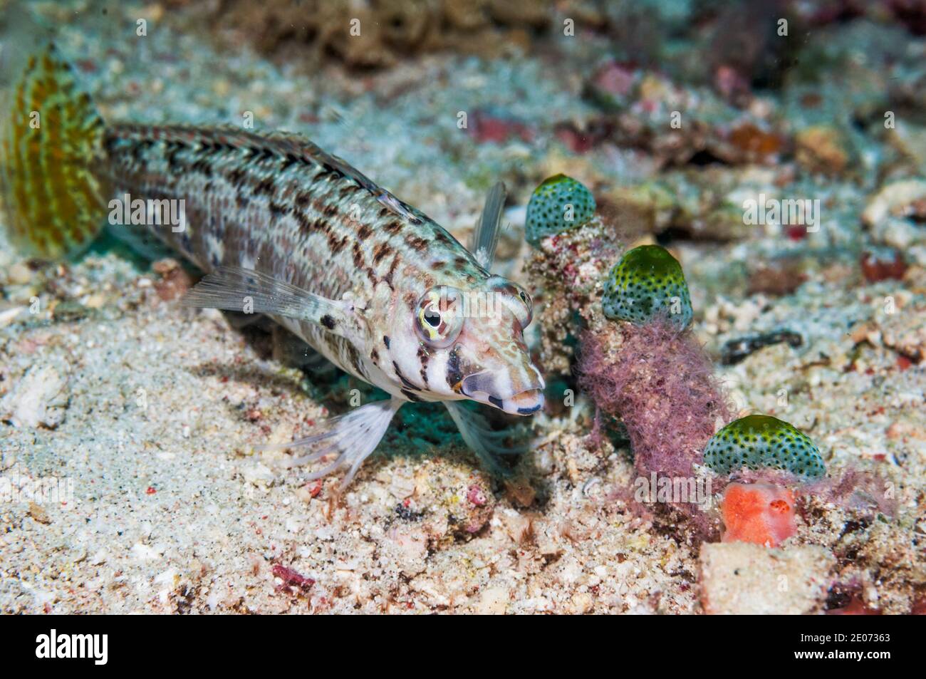 Latticed sandperdh, Spothead grubfish or False-eye grubfish [Parapercis clathrata], female.  Puerto Valera, Philippines. Stock Photo