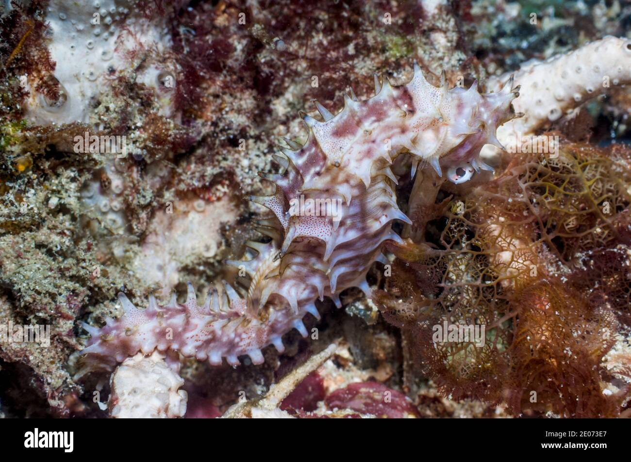 Thorny seahorse [Hippicampus histrix].  Puerto Valera, Philippines. Stock Photo