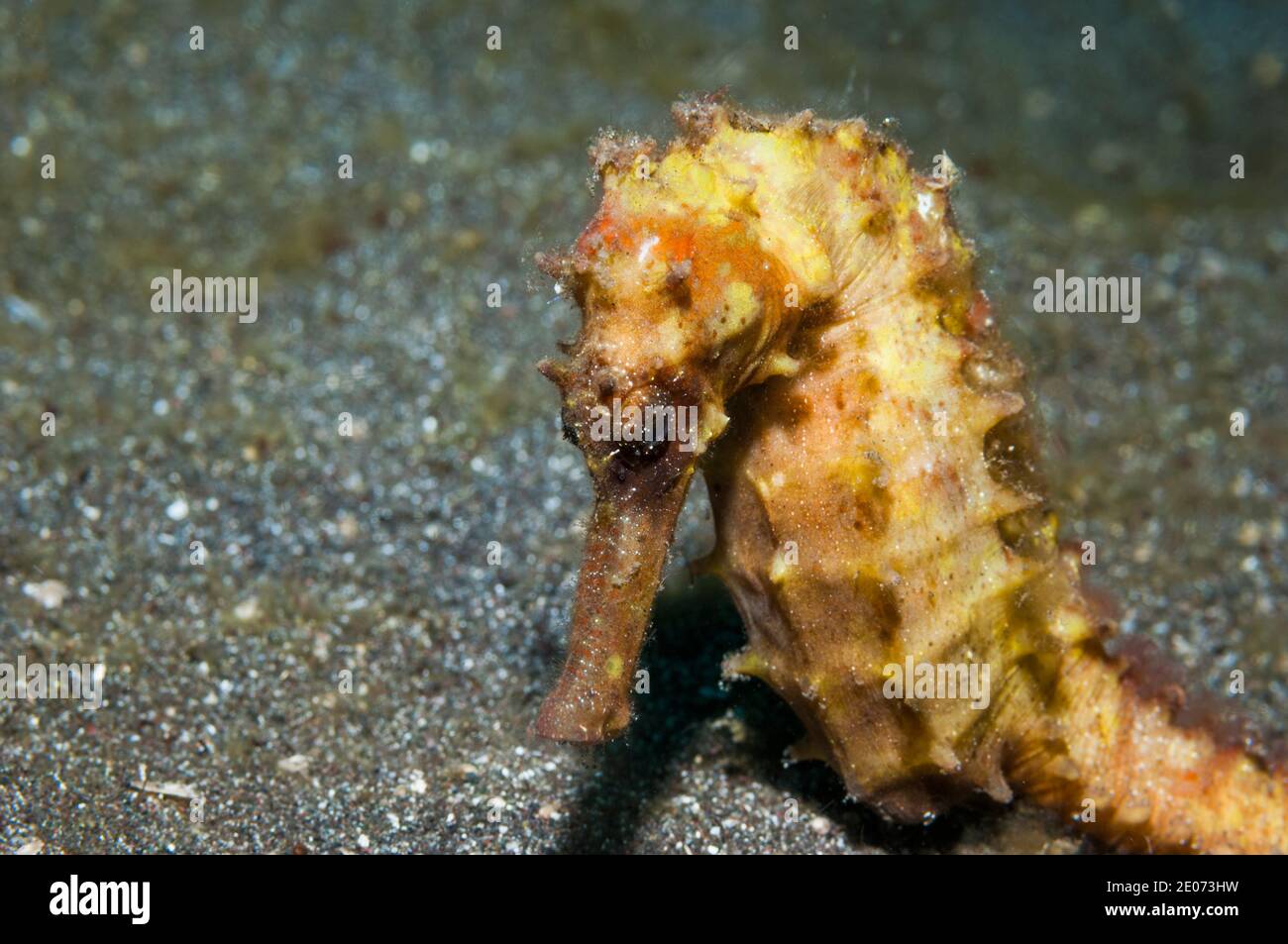 Seahorse  - Hipocampus sp.  Lembeh Strait, North Sulawesi, Indonesia. Stock Photo