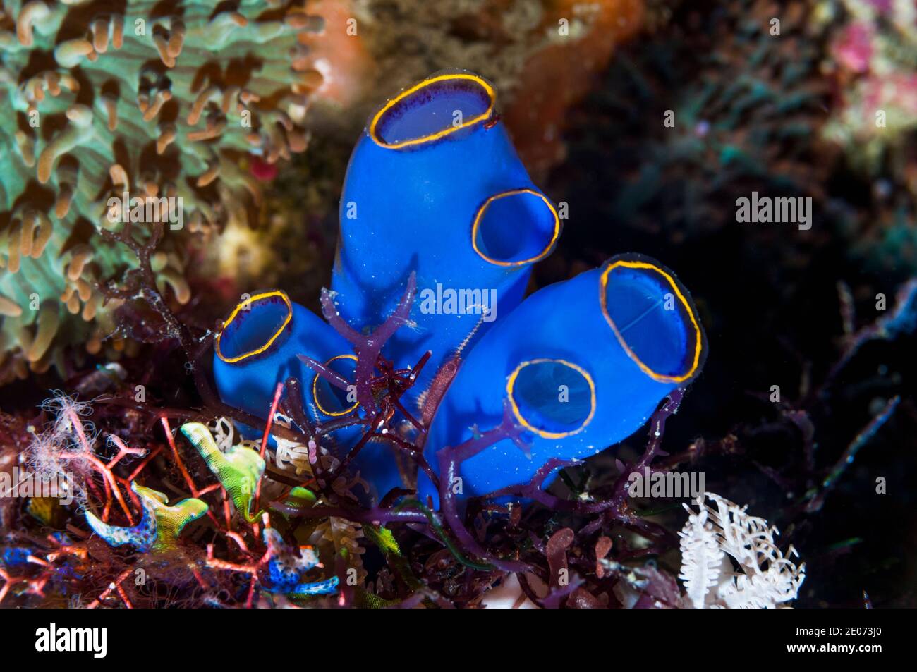 Blue sea squirt [Clavellina caerulea].  Puerto Galera, Philippines. Stock Photo