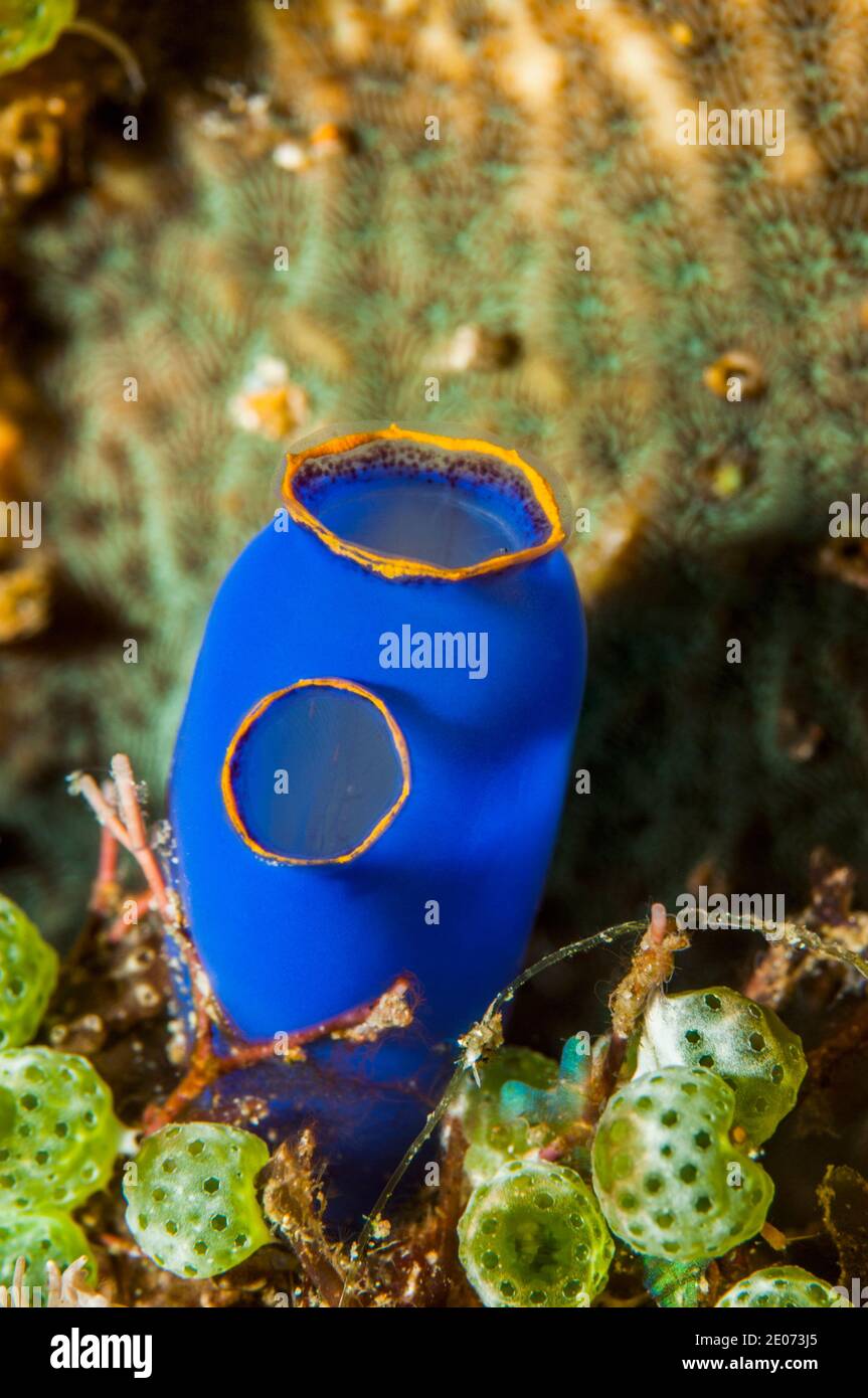 Blue sea squirt [Clavellina caerulea].  Puerto Galera, Philippines. Stock Photo