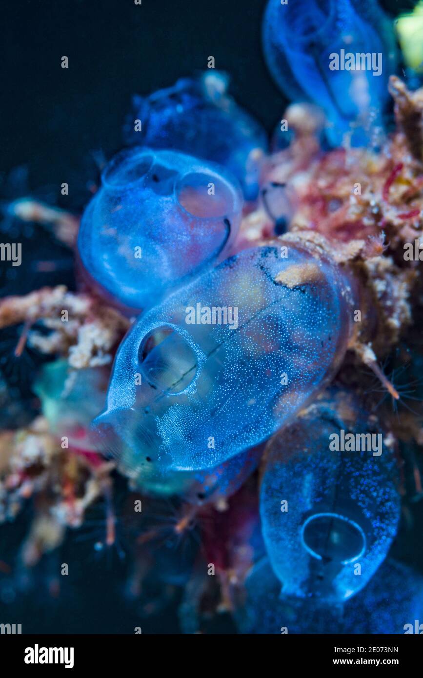 Sea squirts.  Lembeh Strait, North Sulawesi, Indonesia. Stock Photo