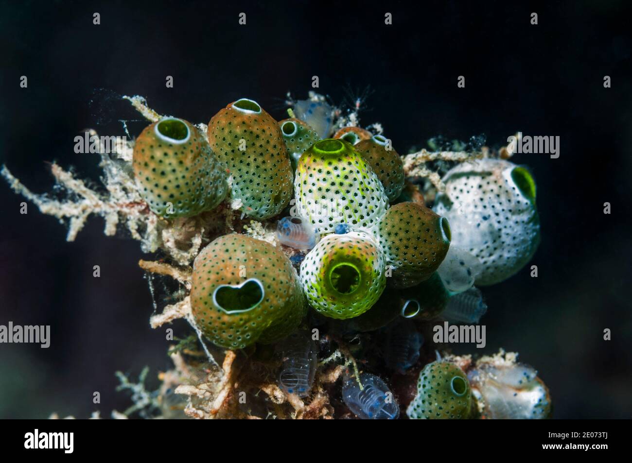 Sea sqirts or tunicates - Atriolum robustum.  Lembeh Strait, North Sulawesi, Indonesia. Stock Photo