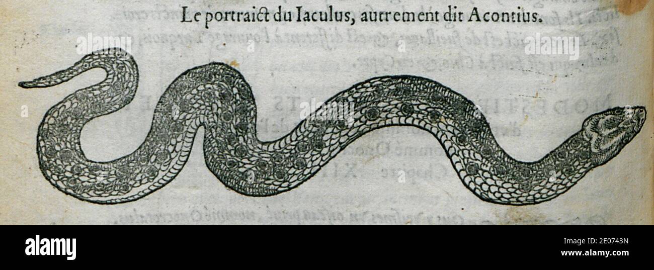 Le portrait du Iaculus, autrement dit Acontius - Belon Pierre - 1554 ...