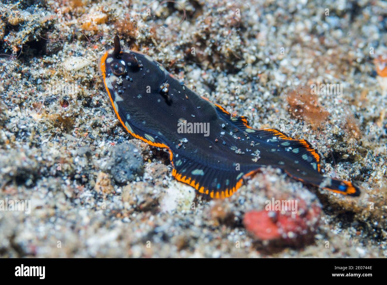 Soleichthys fish hires stock photography and images Alamy