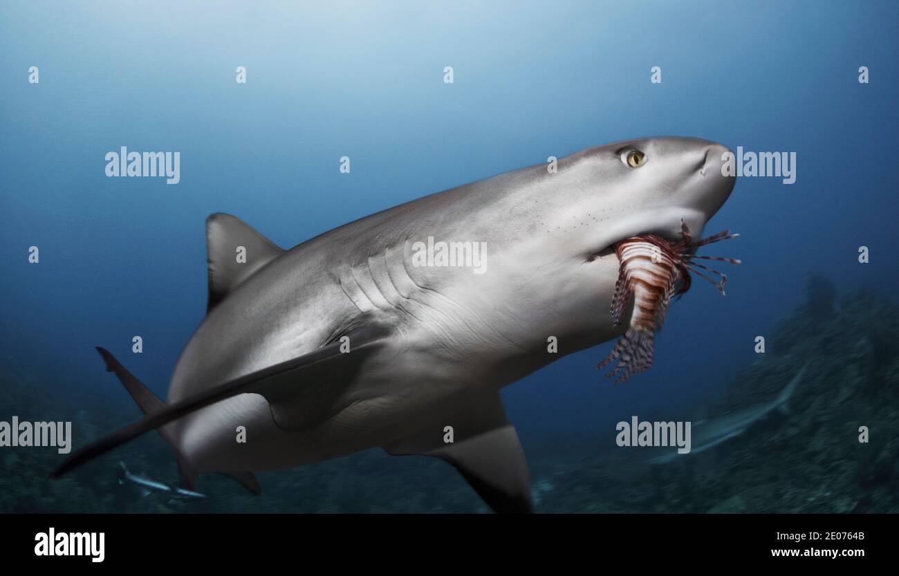 Close up shot of Caribbean reef shark (Carcharhinus perezi) eating a red lionfish (Pterois volitans) Stock Photo