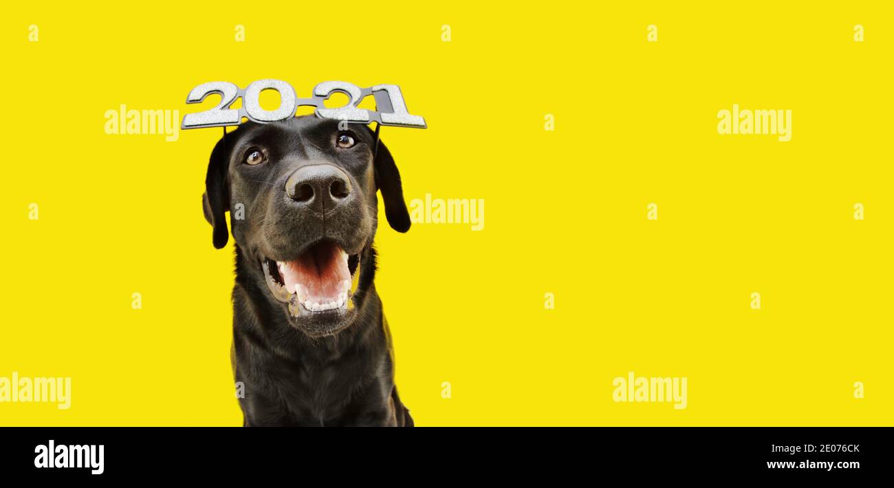 Happy black labrador dog celebrating new year 2021 with text glasses ...