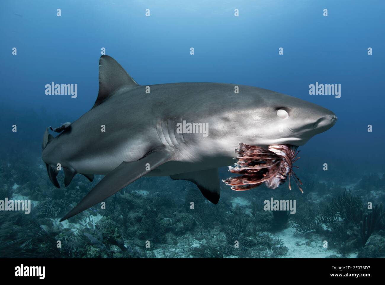 Close up shot of Caribbean reef shark (Carcharhinus perezi) eating a red lionfish (Pterois volitans) and showing the nictitating membrane. Stock Photo