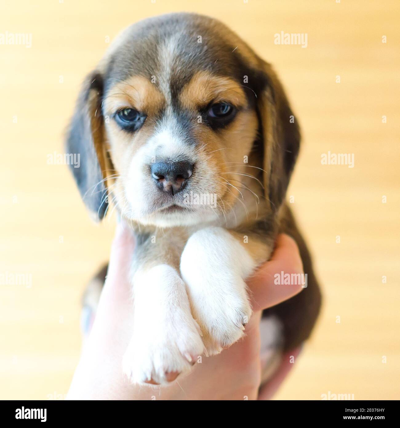 Cutest beagle puppy ever sales