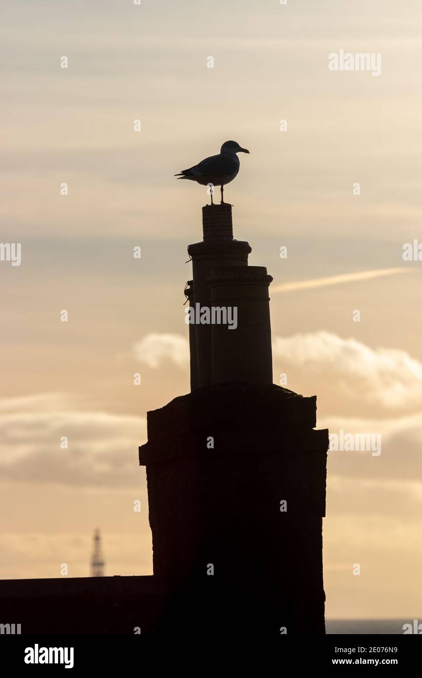 Herring gull silhouetted  on a chimney pot Stock Photo