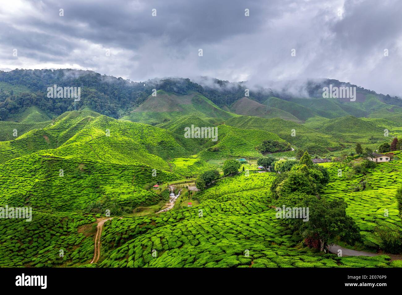 Tea plantation in the Cameron Highlands, Malaysia Stock Photo