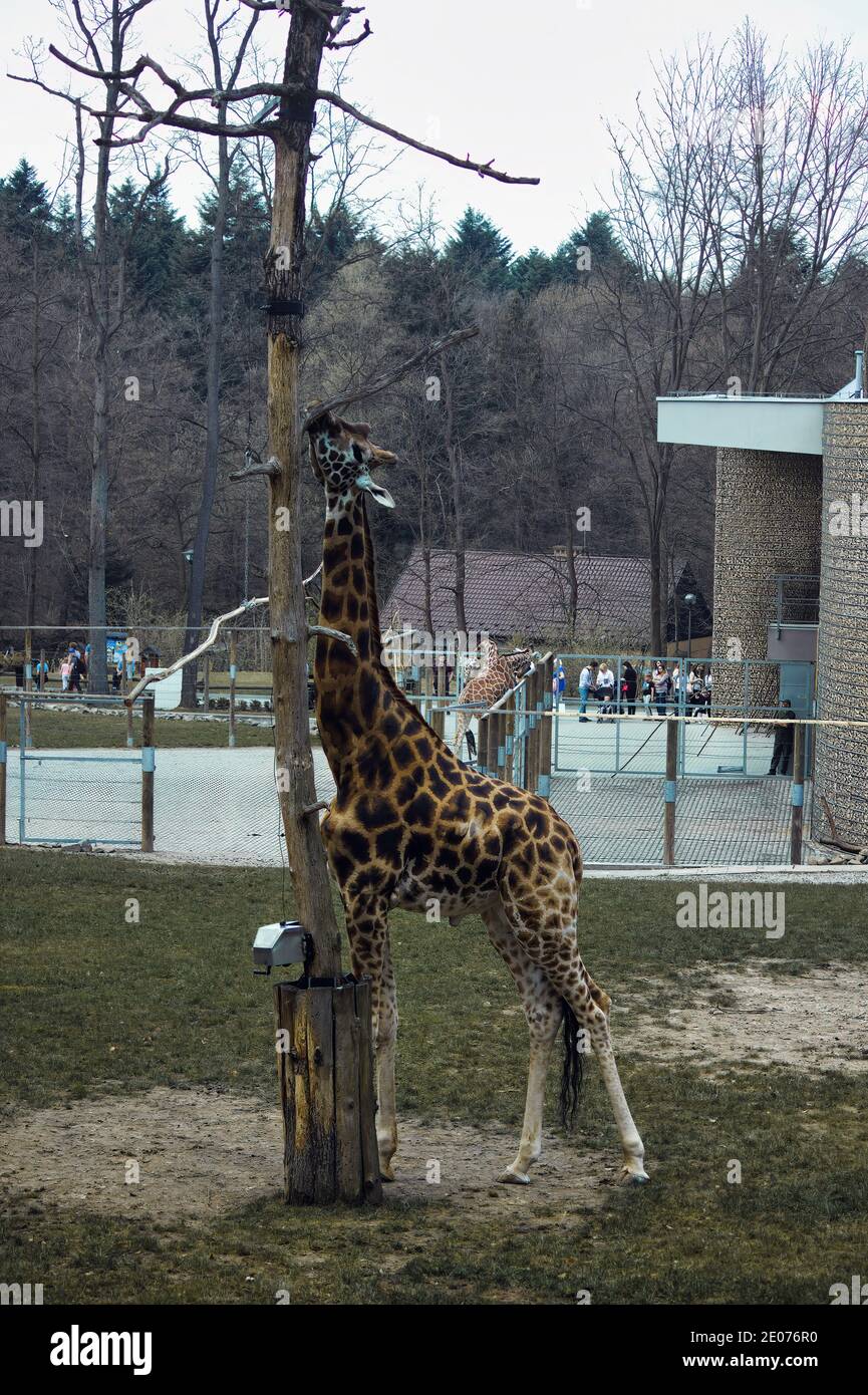 Krakow, Poland: Wide angle shot of a giraffe trying to eat from a tall branch of a tree n the Zoo located in Central Europe Stock Photo