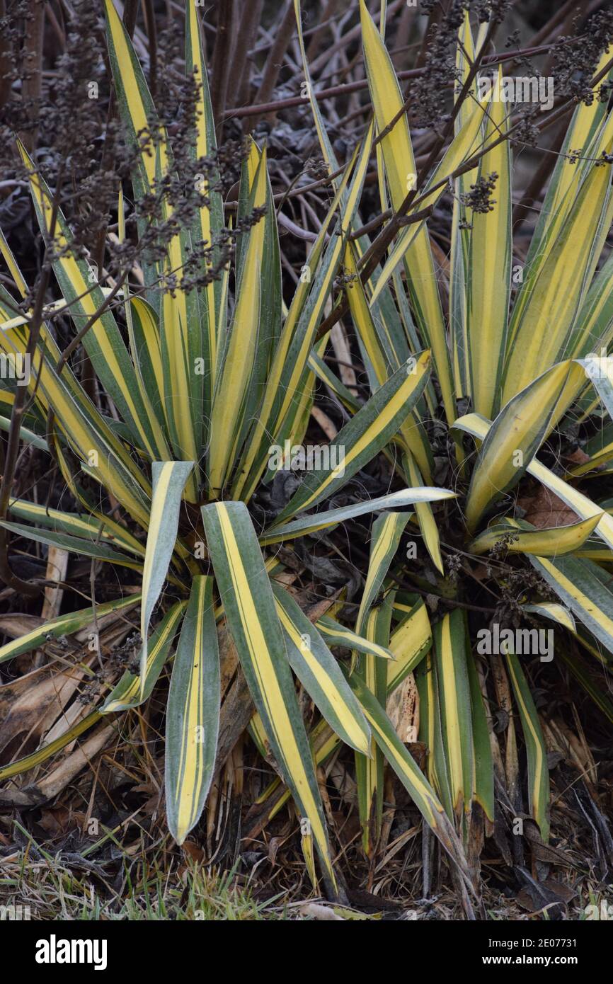 two beautiful Agaves as Park green plants Stock Photo