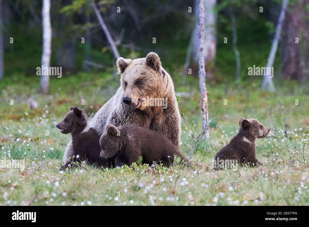 Mother brown bear protecting her three little cubs Stock Photo Alamy
