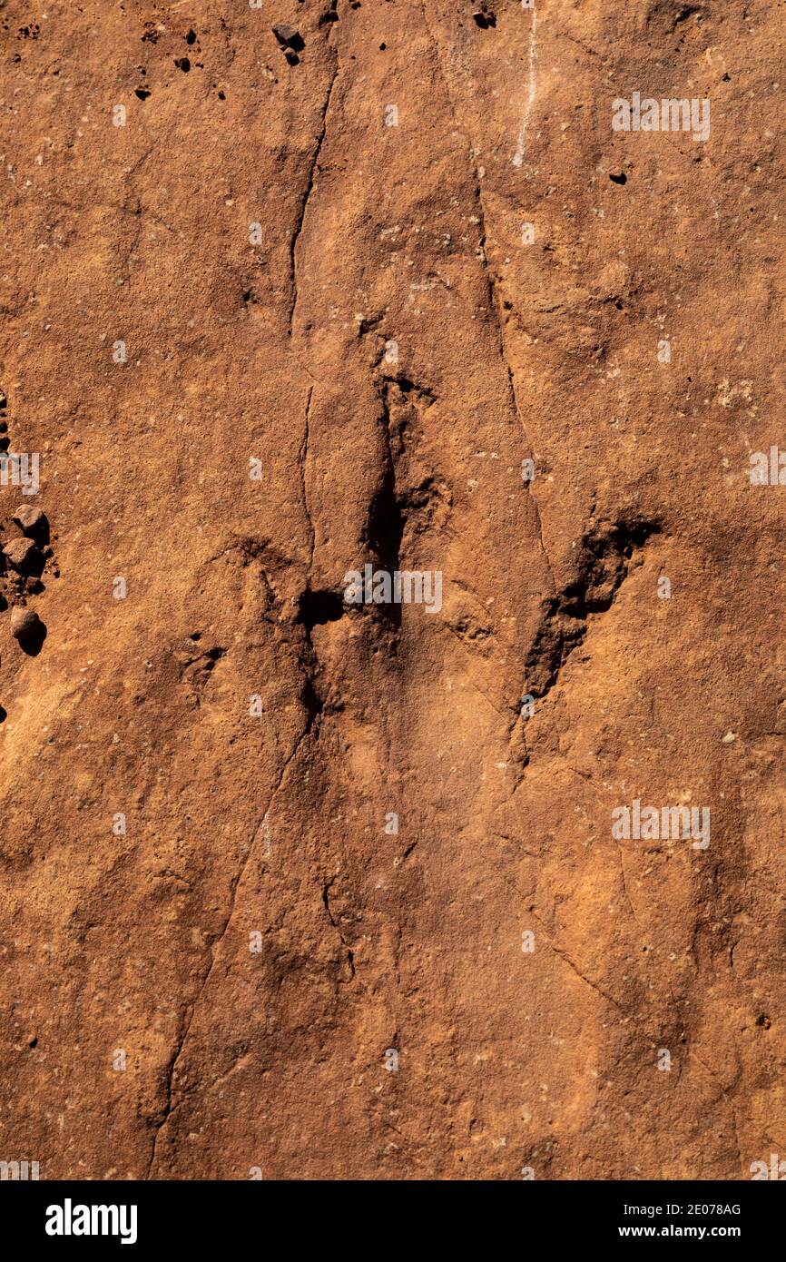 Megapnosaurus track at BLM's Warner Valley Dinosaur Track Site near St