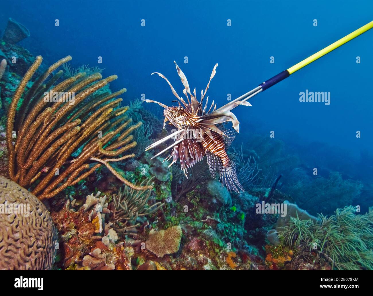 Spearfishing lionfish (Pterois volitans), Roatan, Bay Islands, Honduras,Caribbean Stock Photo