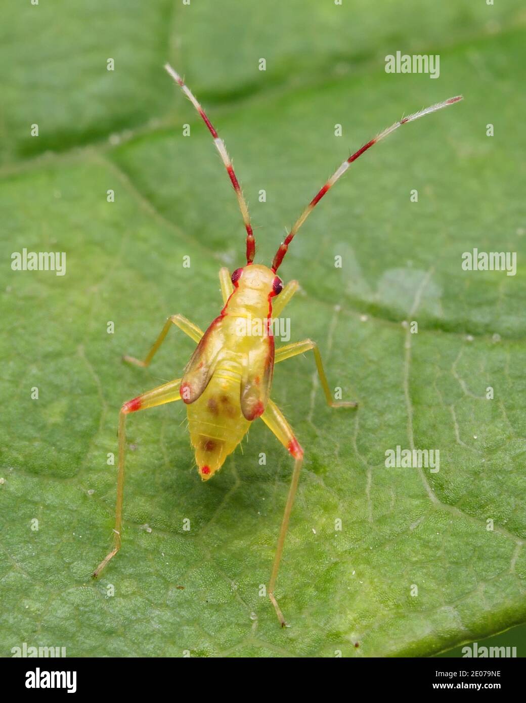 Predatory Insect Nymph Predatory invertebrates hi-res stock photography and images - Alamy
