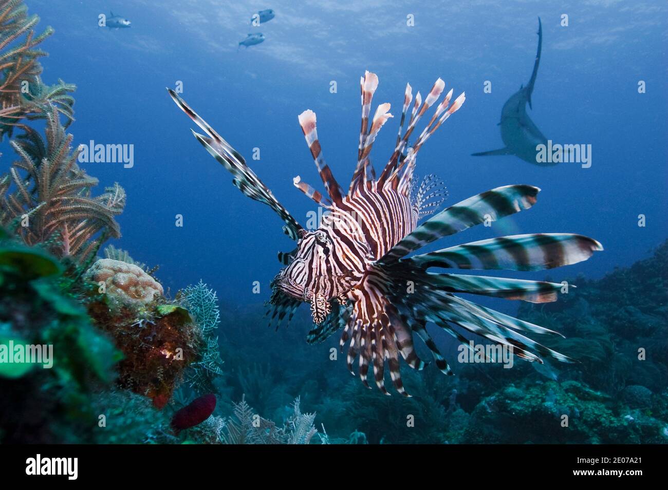 Lionfish Roatan Lionfish (Pterois volitans), and Caribbean reef shark (Carcharhinus ...