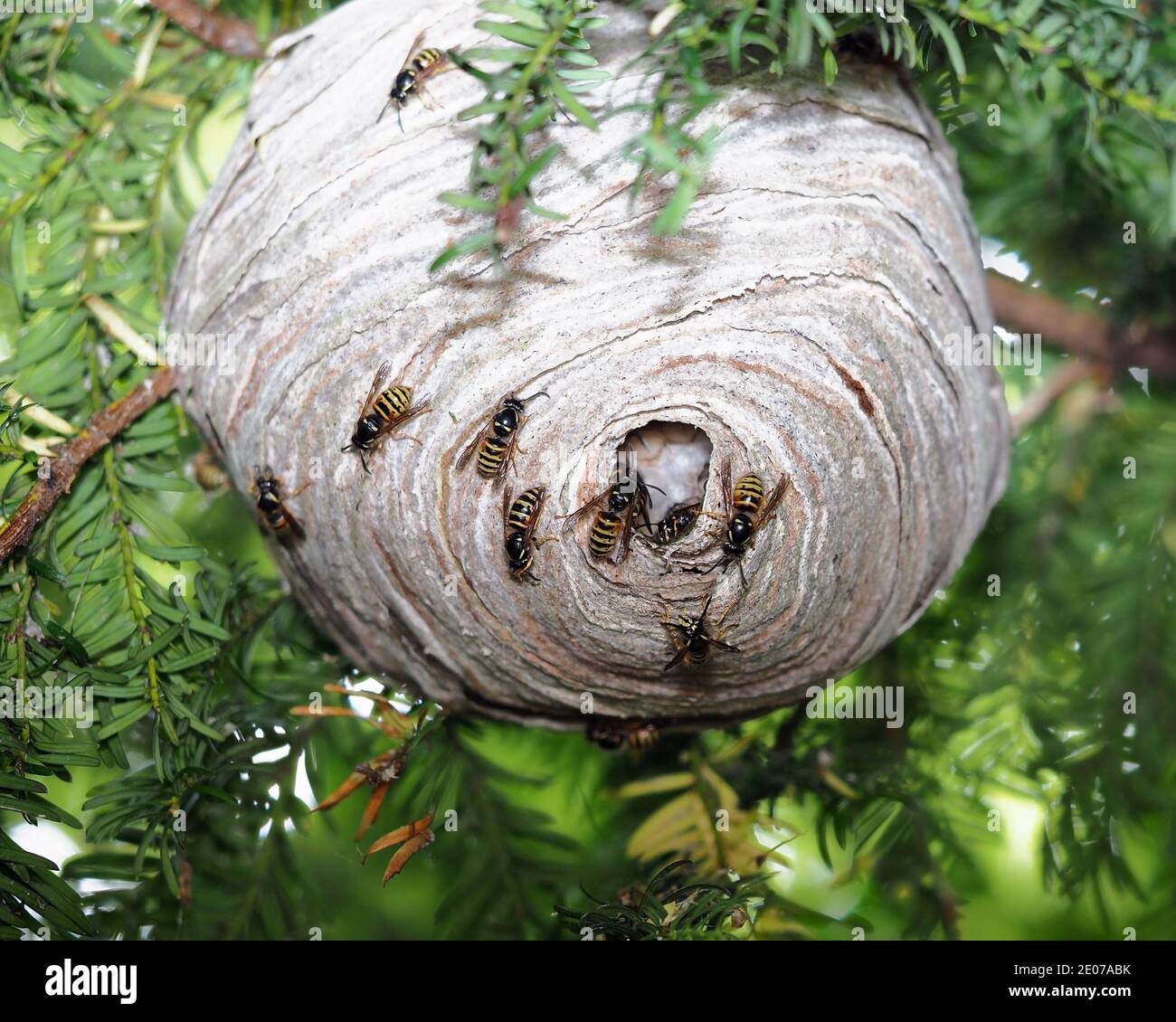 Dolichovespula norwegica wasp nest in Yew tree. Tipperary, Ireland Stock Photo