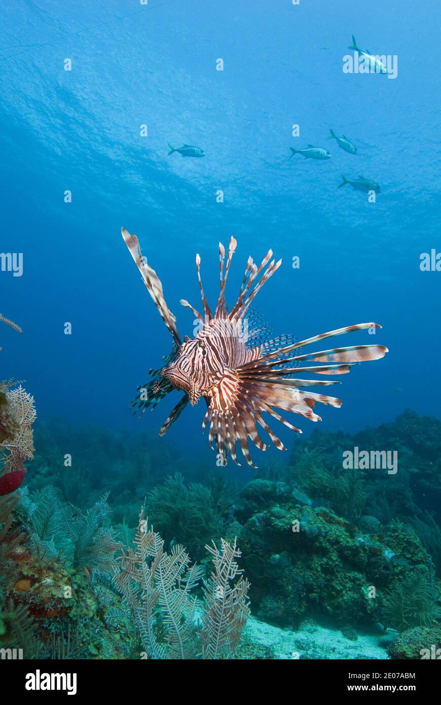 Lionfish Roatan Lionfish (Pterois volitans), Roatan, Bay Islands, Honduras,Caribbean ...