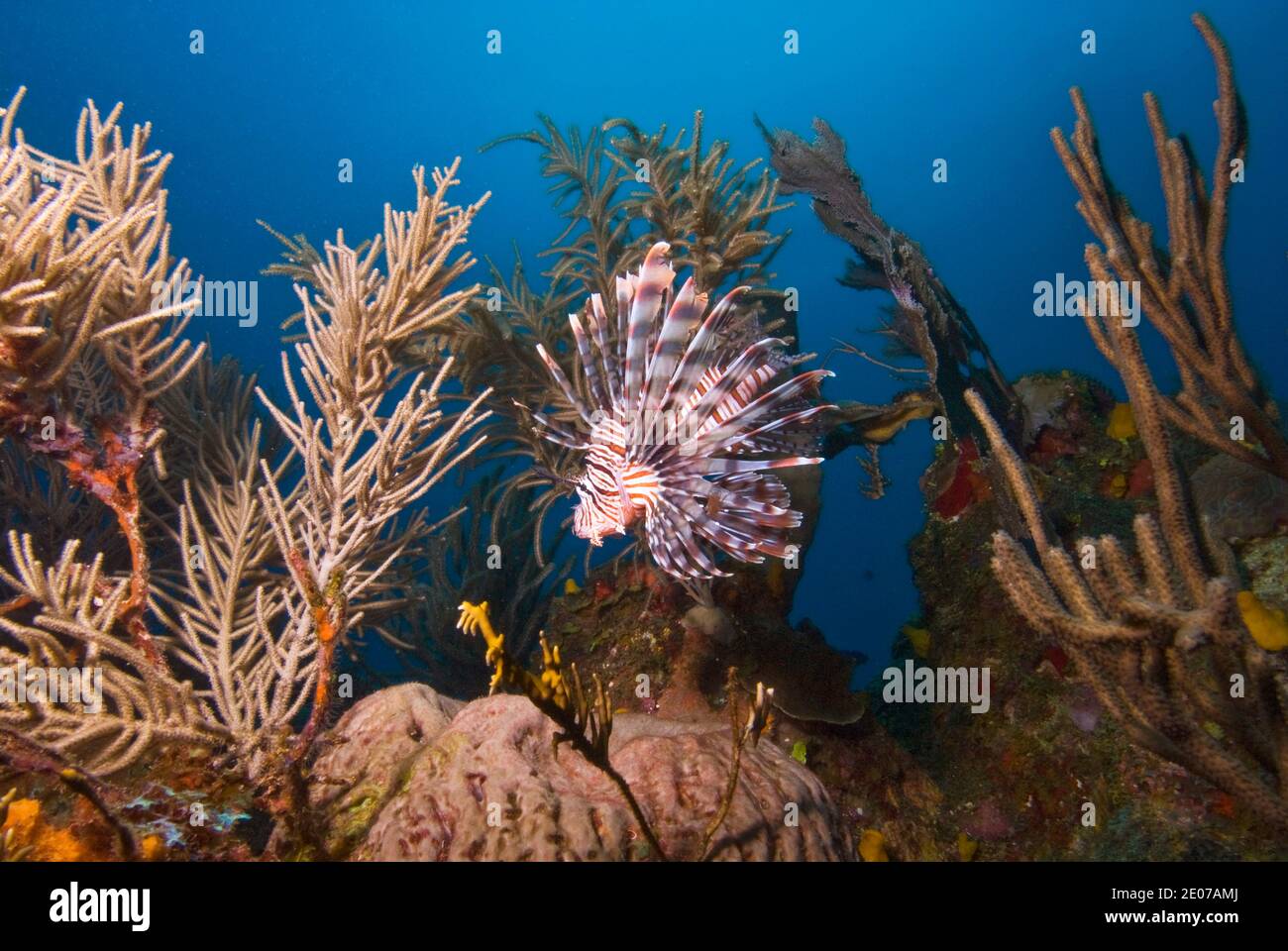 Lionfish Roatan Caribbean invasive lionfish hi-res stock photography and images - Alamy