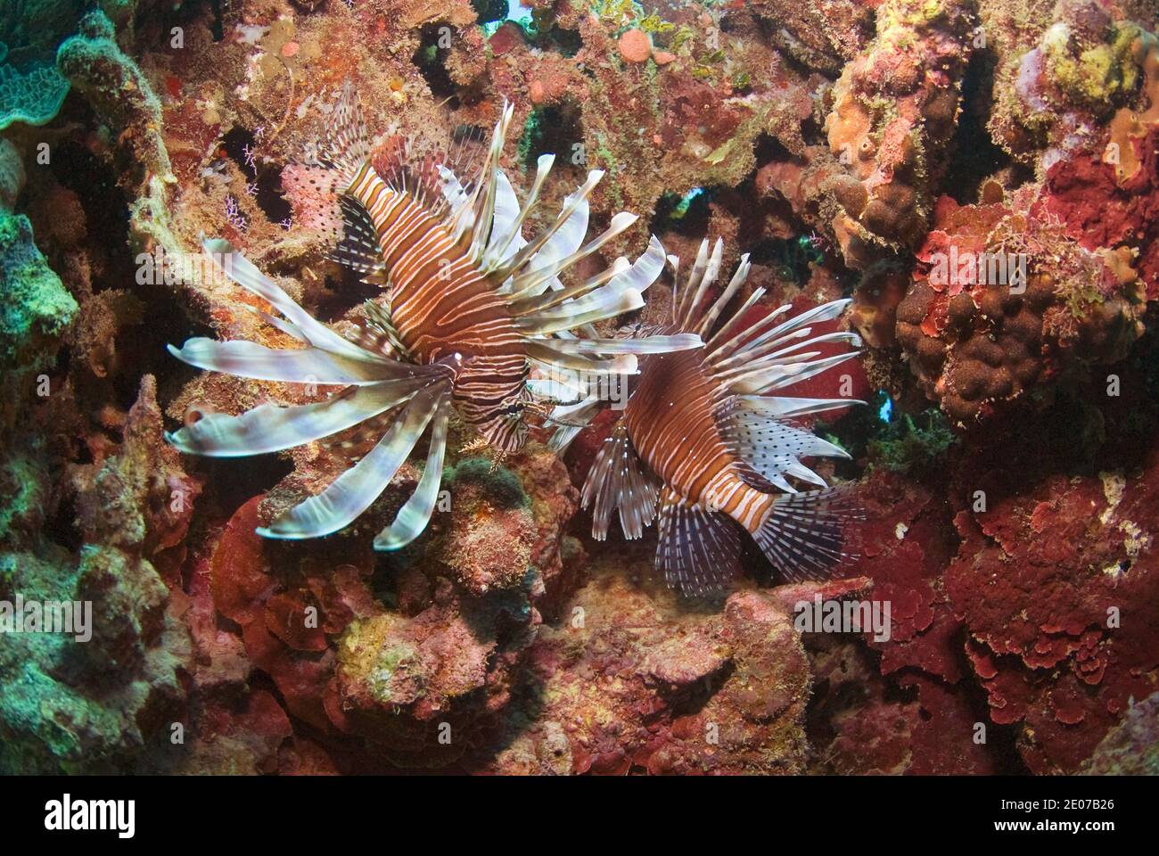Lionfish Roatan Caribbean invasive lionfish hi-res stock photography and images - Alamy