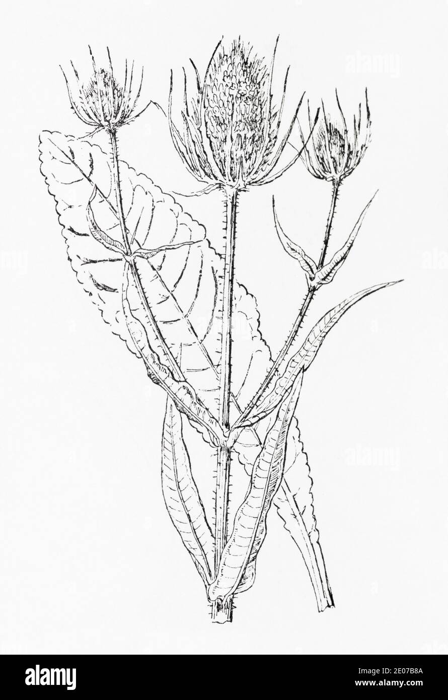 Old botanical illustration engraving of Teasel / Dipsacus fullonum, Dipsacus sylvestris. Traditional medicinal herbal plant. See Notes Stock Photo