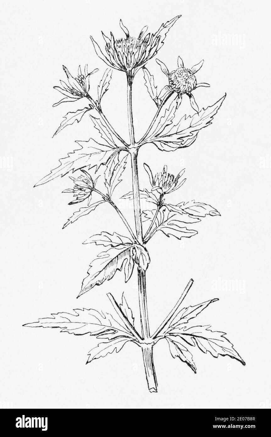 Old botanical illustration engraving of Bur-Marigold / Bidens tripartita. Traditional medicinal herbal plant. See Notes Stock Photo