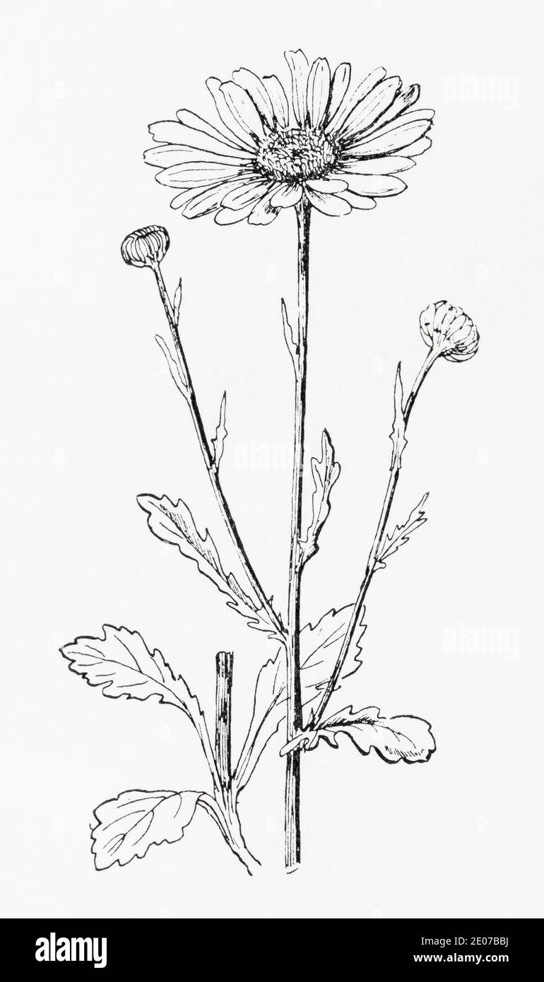 Old botanical illustration engraving of Ox-Eye Daisy / Leucanthemum vulgare, Chrysanthemum leucanthemum. Traditional medicinal herbal plant. See Notes Stock Photo