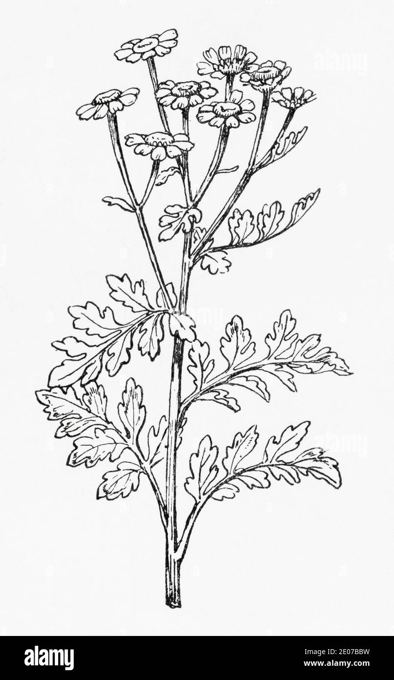 Old botanical illustration engraving of Feverfew / Tanacetum parthenium, Chrysanthemum parthenium. Traditional medicinal herbal plant. See Notes Stock Photo