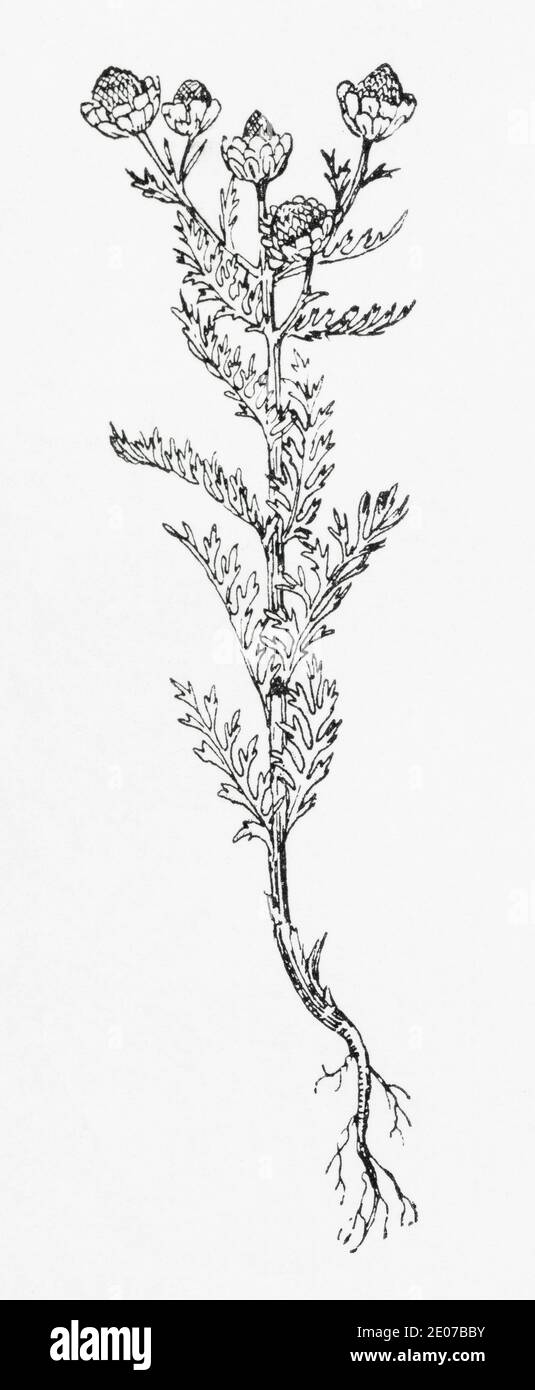 Old botanical illustration engraving of Pineappleweed, Pineapple Weed / Matricaria discoidea. Traditional medicinal herbal plant. See Notes Stock Photo